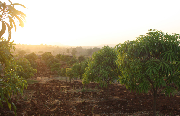 Mango farm